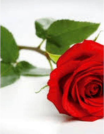 Linda Martone Obituary